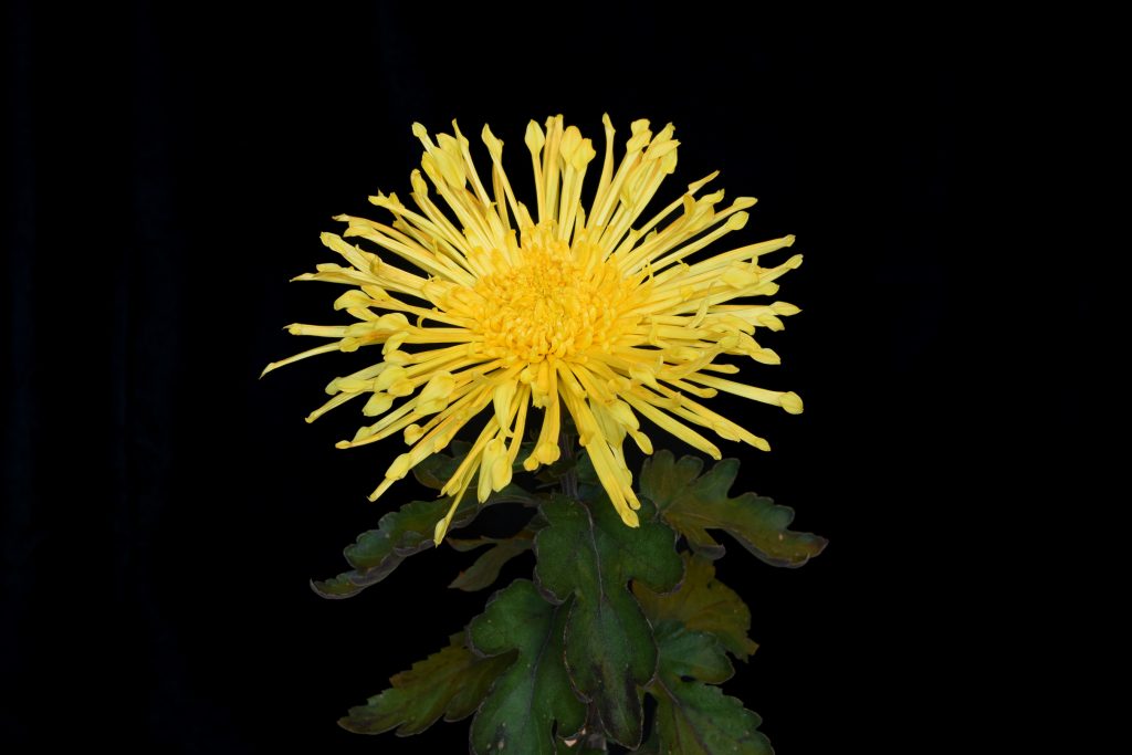 Gold Filigree -Class 8 (13)