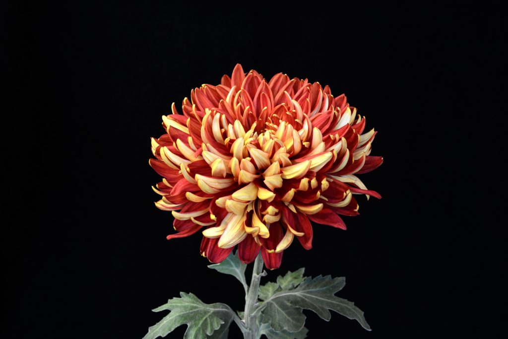 Guardsman - Class 4 (2)