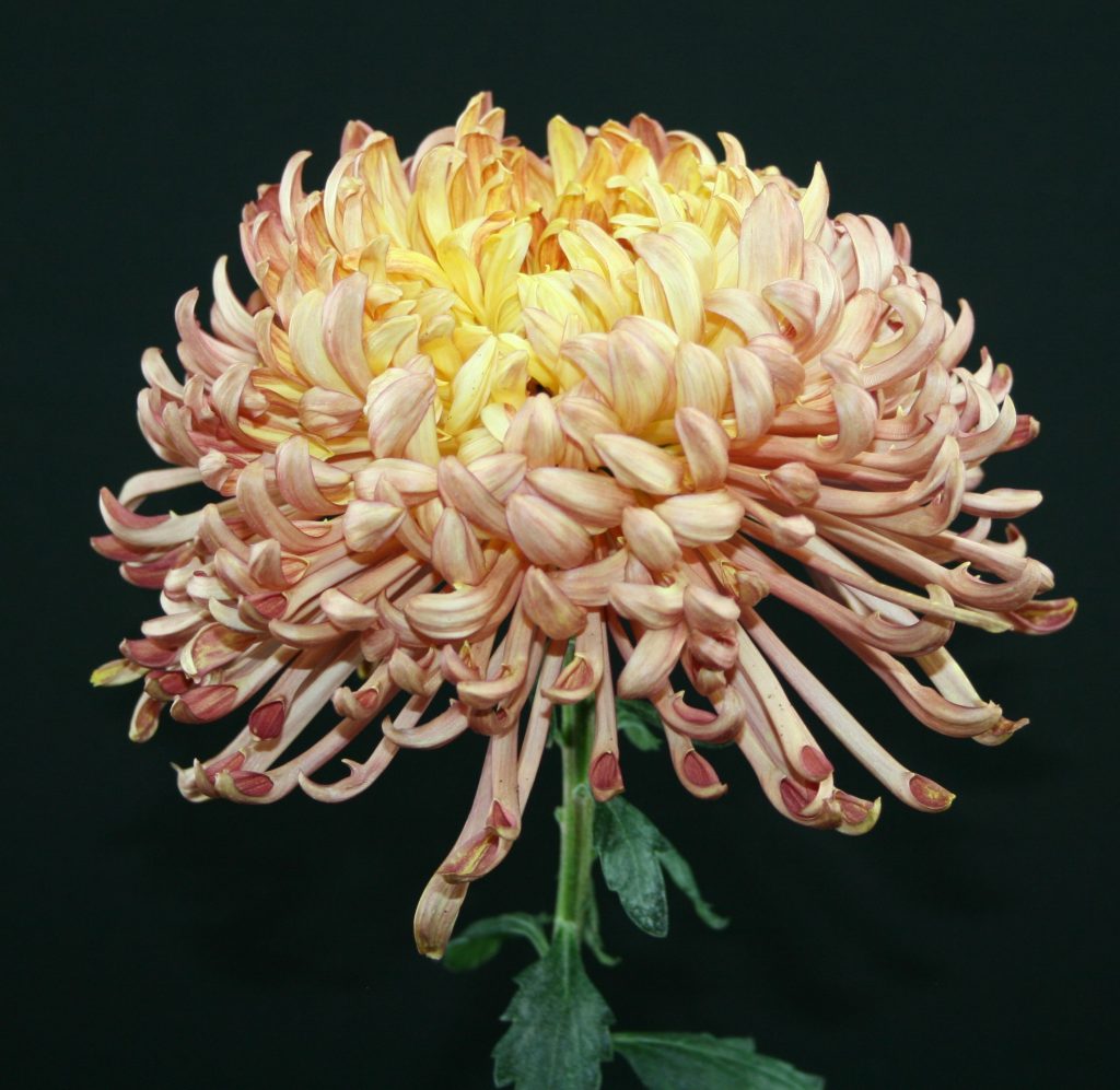 Judith Baker - Class 10