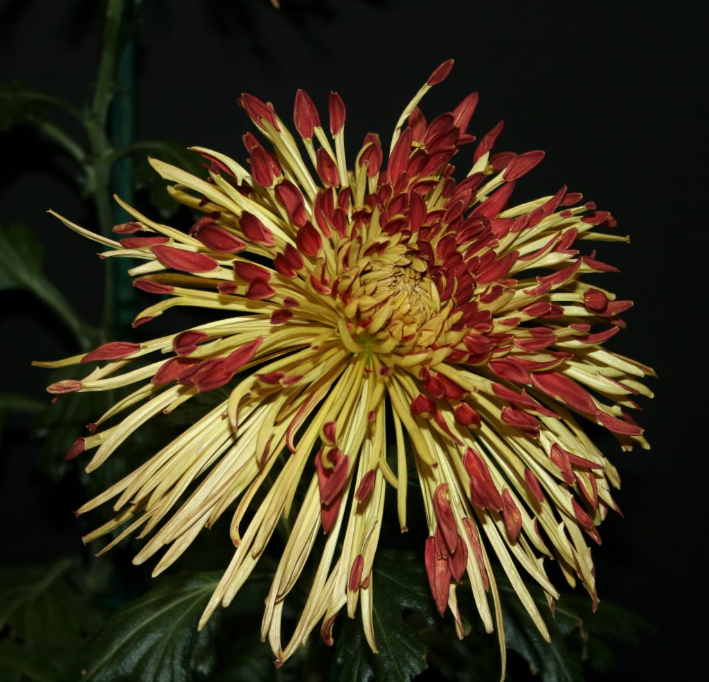 Kiwi Magic - Class 10 (13)