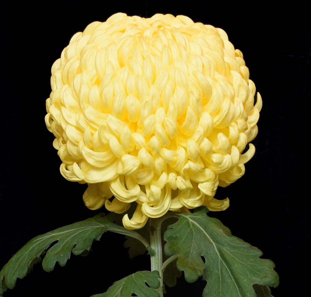 Kokka Senkin - Class 1