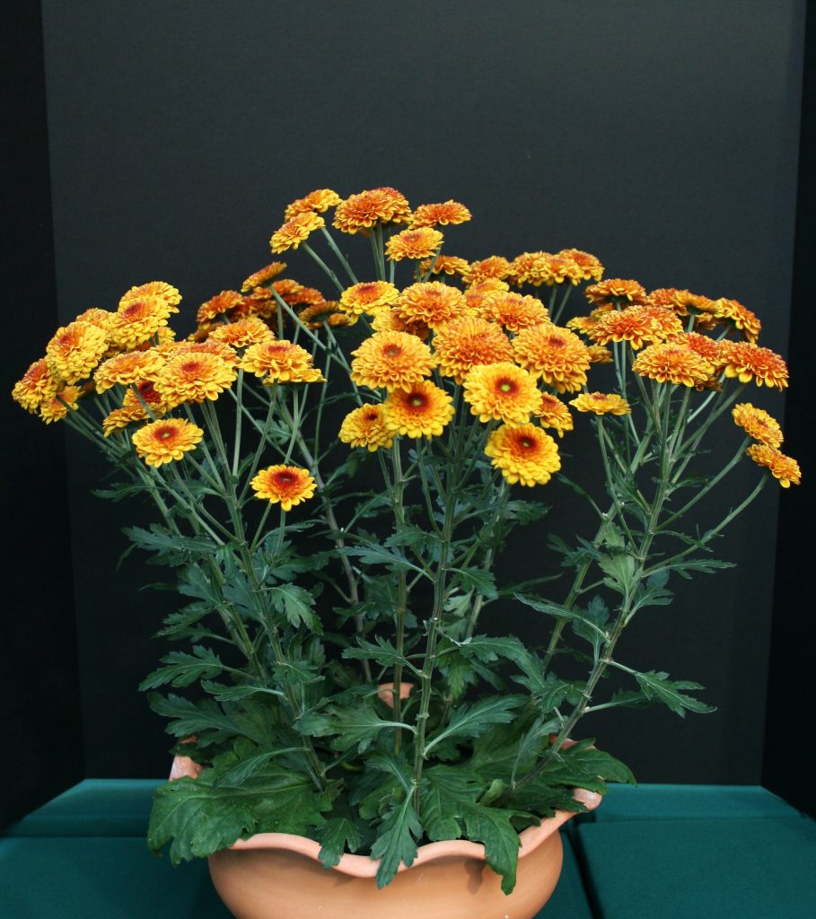 Lexy as a Vase - Class 4