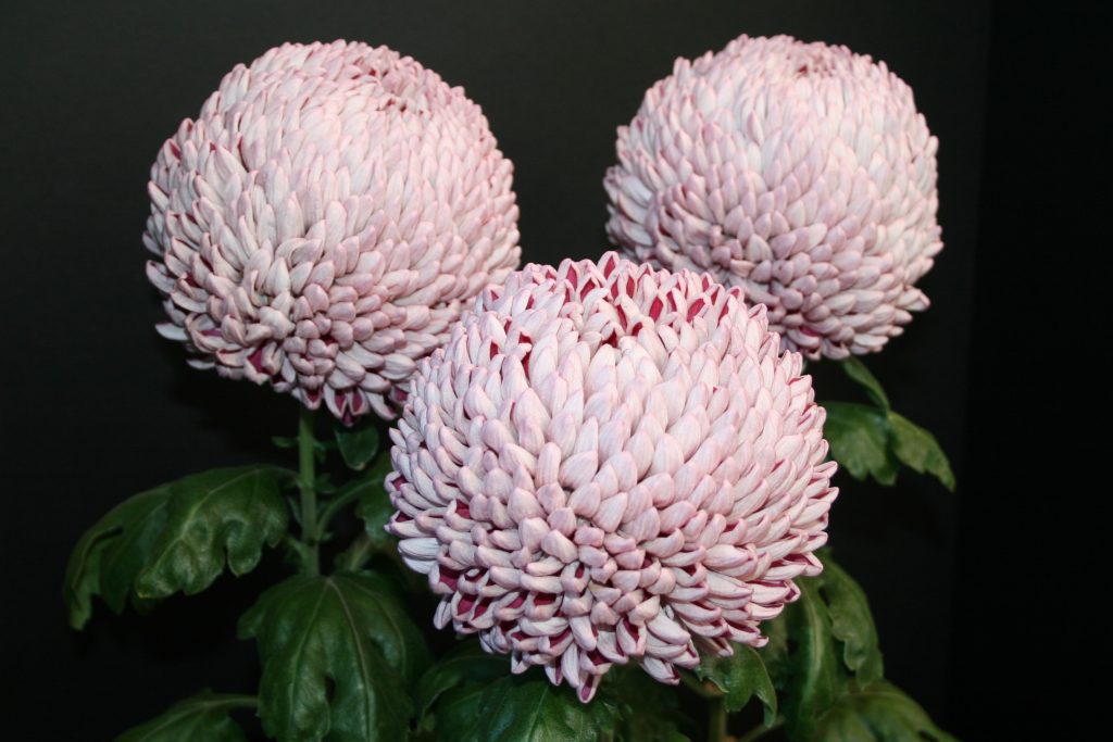 Moira as Three Bloom Entry - Class 3