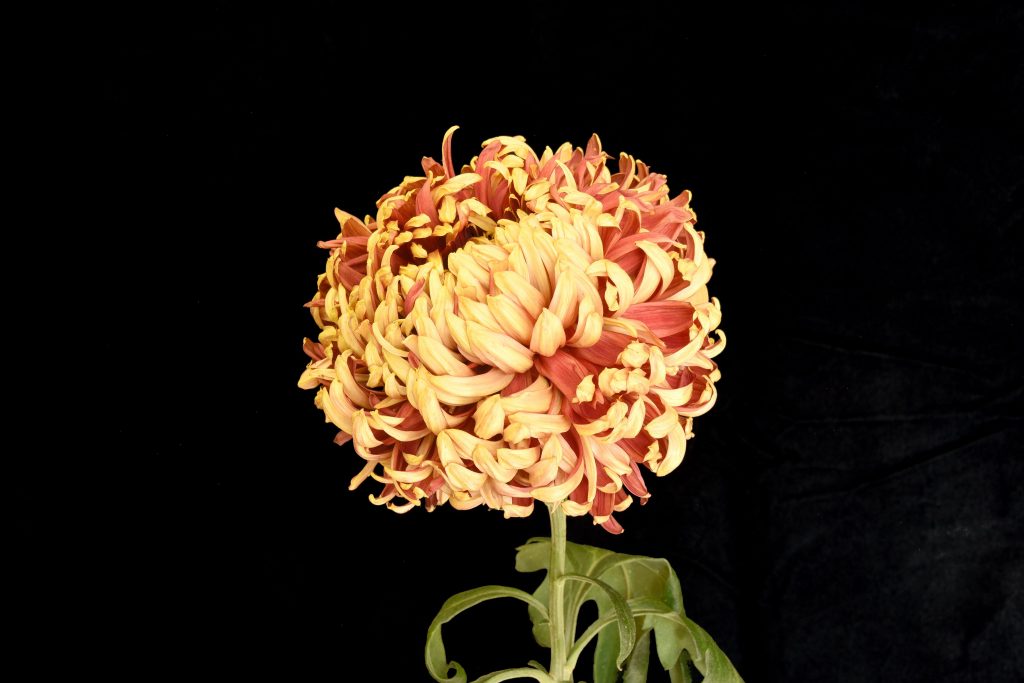 Seaton's Red Wine - Class 1