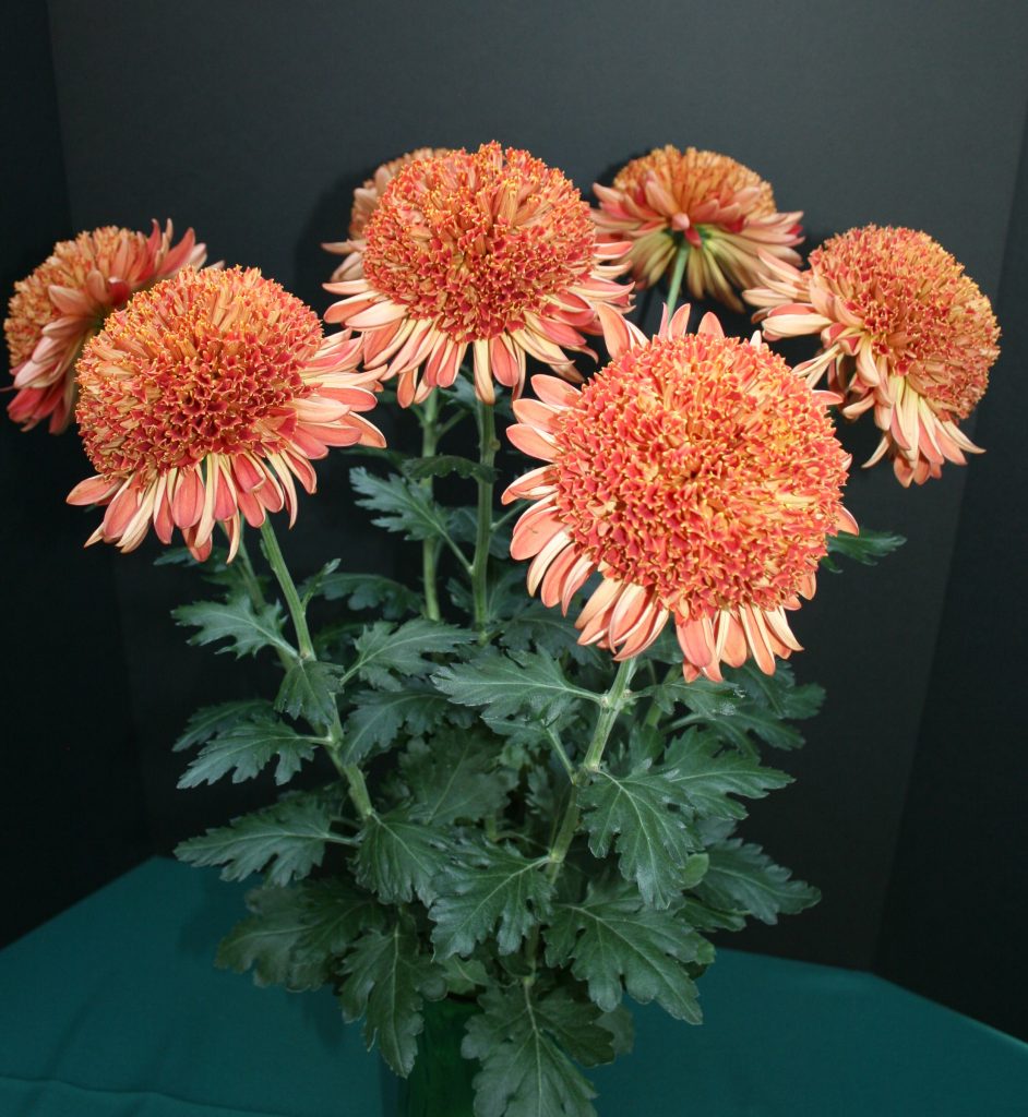 Seaton's Ruby in a Vase - Class 8