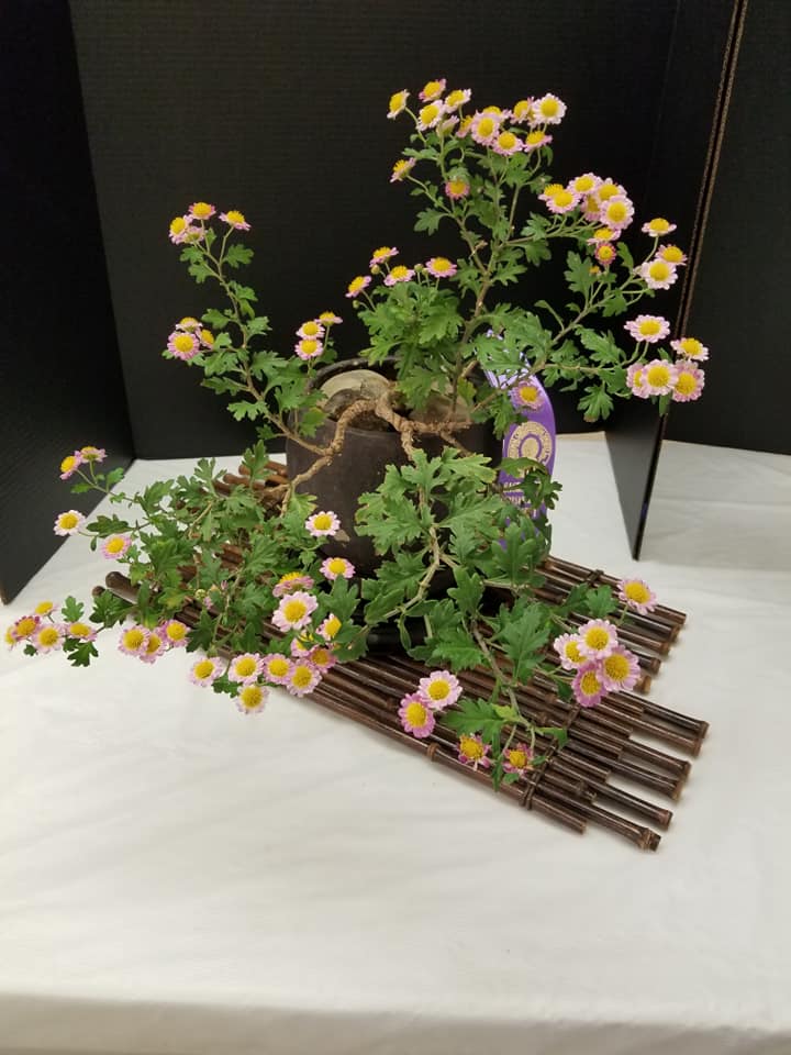 Yukari - Best Bonsai