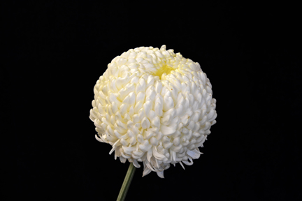 Alison Kirk - Class 3