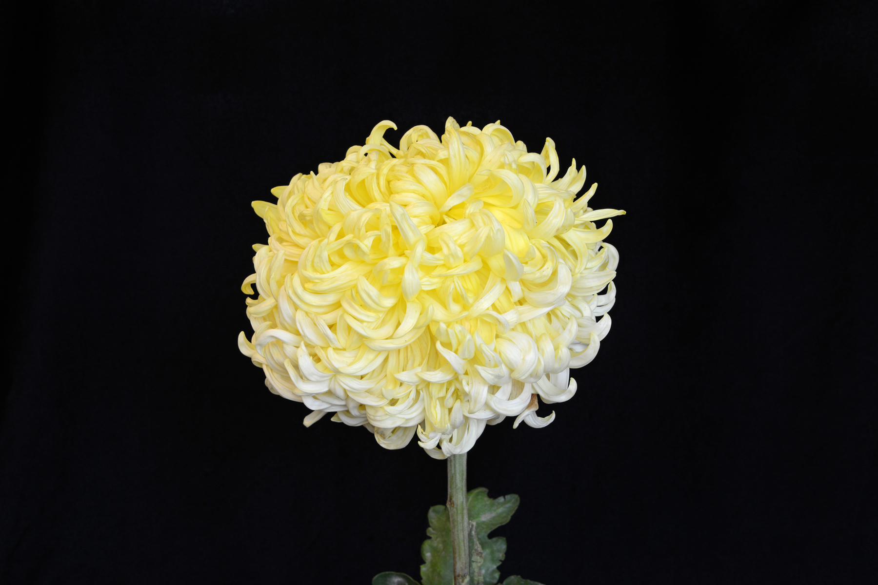 Amber Gigantic – Class 1 (2) – National Chrysanthemum Society