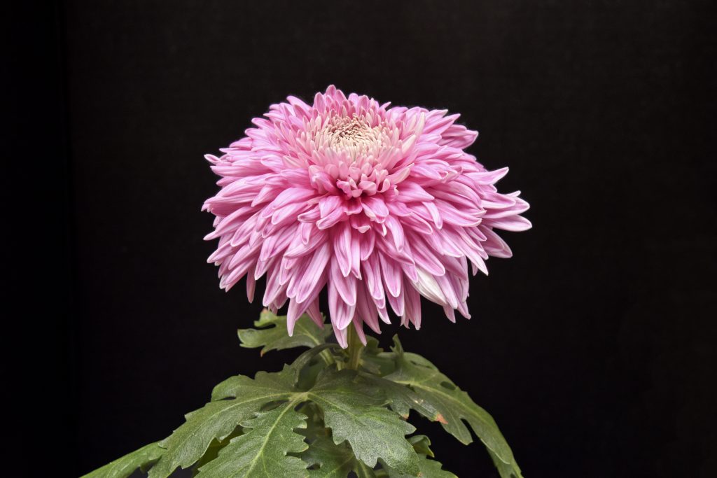 John Lowry - Class 2