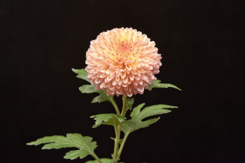 Joan Wells - Class 6