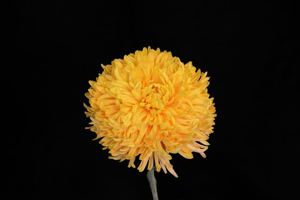 Cheerleader - Class 5