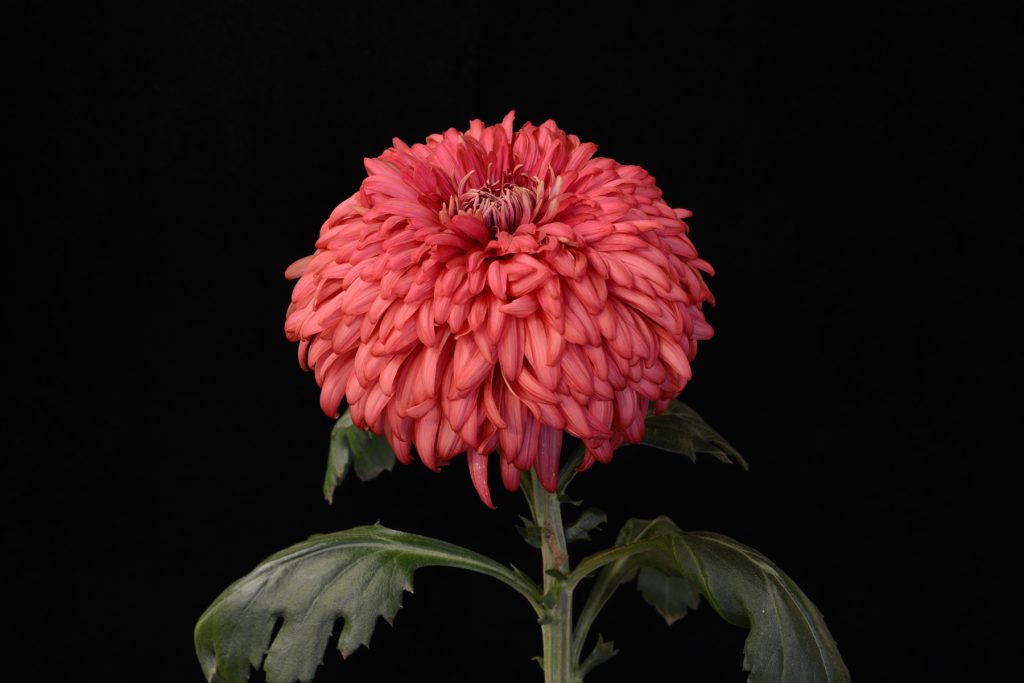 Cherry Venice - Class 2