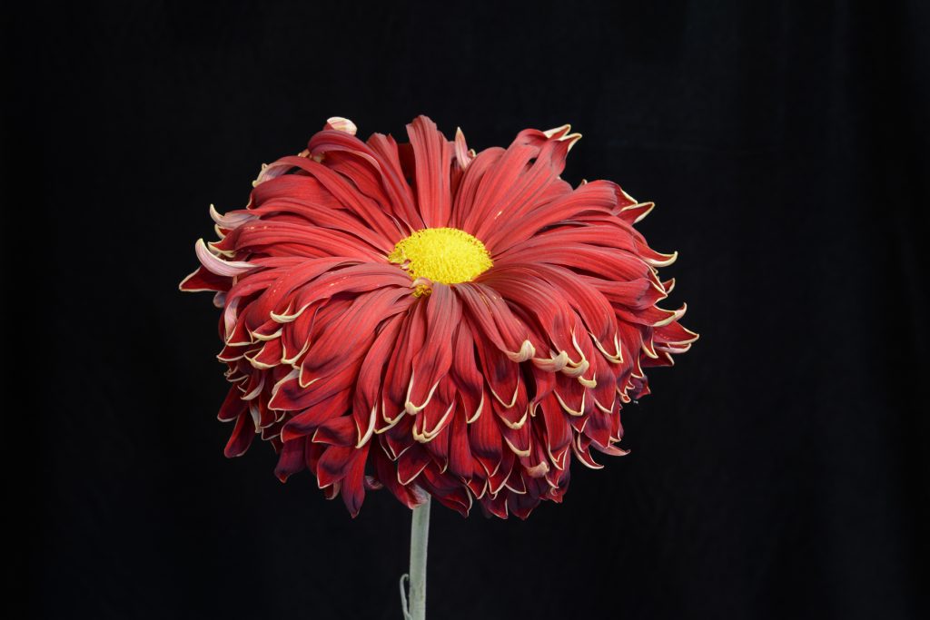 Crimson Glory - Class 7