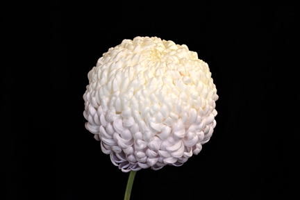 Denise Oatridge - Class 5 (3)