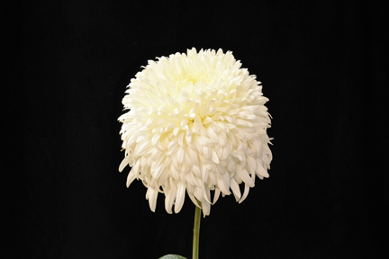 Doreen Bircumshaw - Class 2