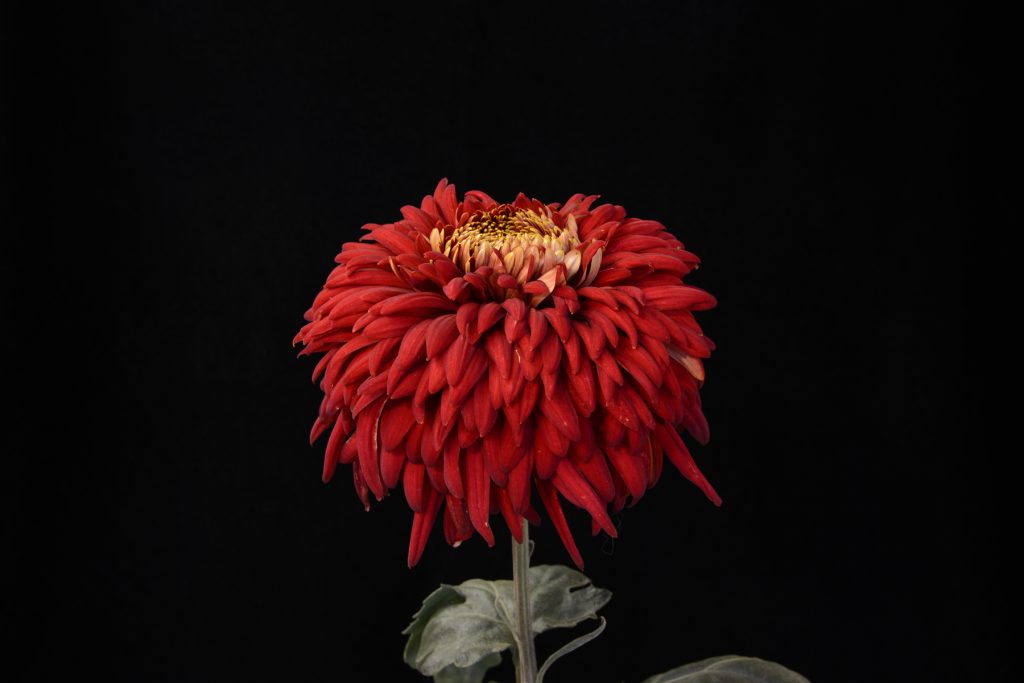 Dorridge Velvet - Class 2