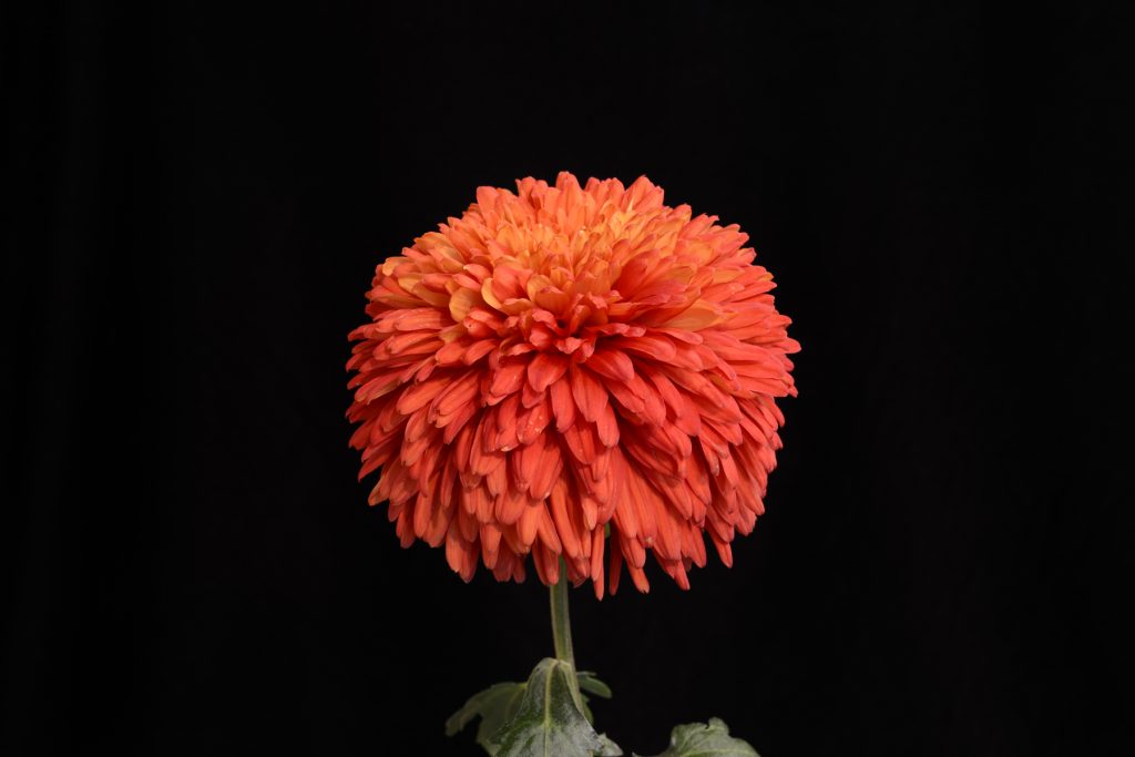 Early Red Cloak - Class 4 (2)