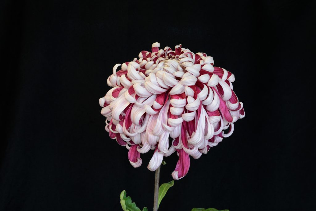 Elizabeth Shoesmith - Class 1 (2)