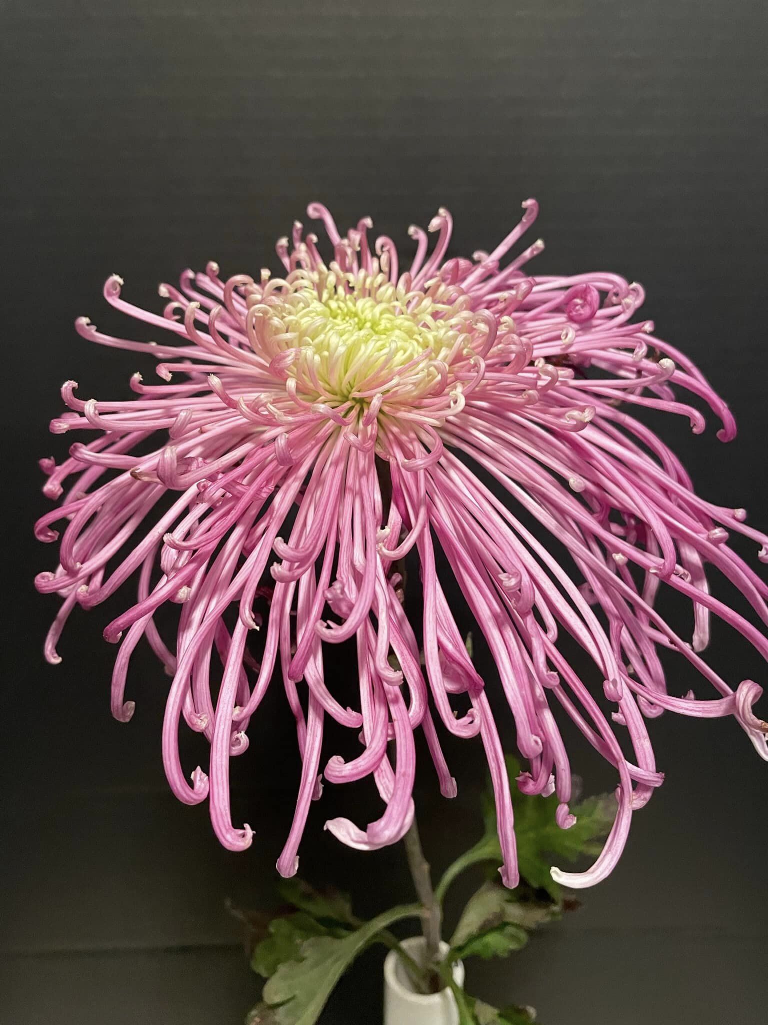 Flair - Class 11 Flair - Class 11