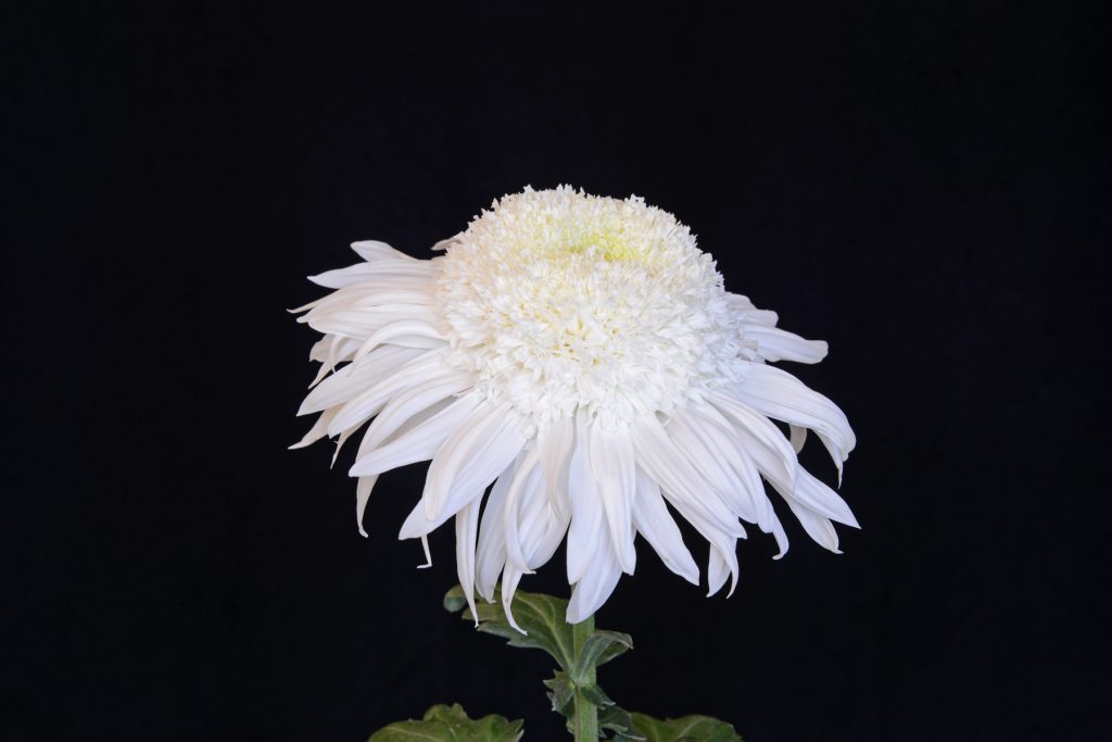 Flying Saucer -Class 8