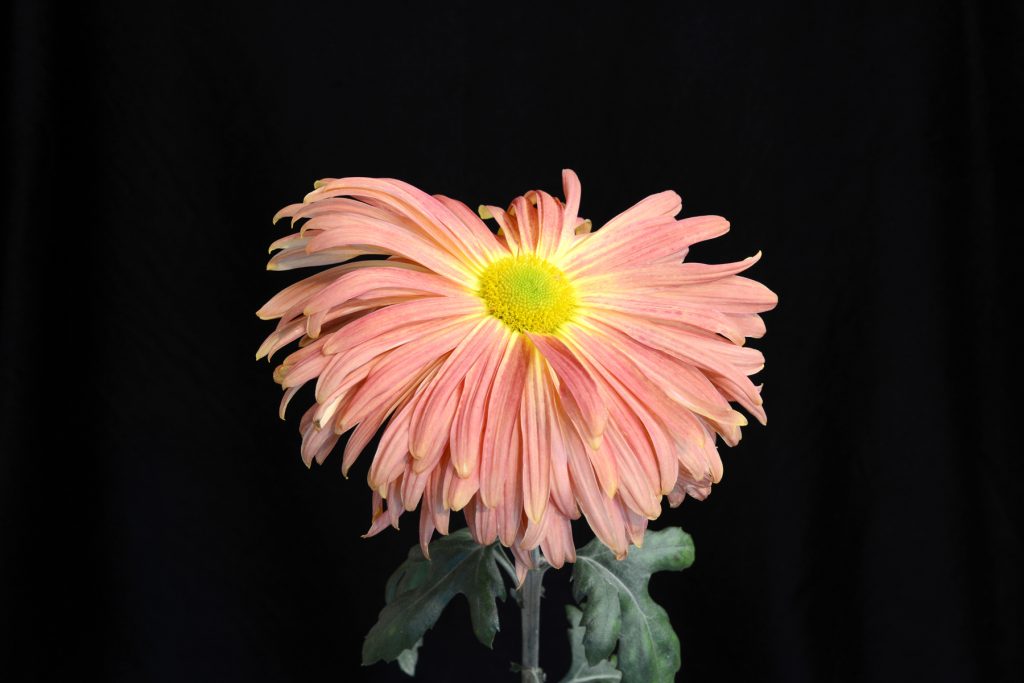 Gordon Taylor - Class 7