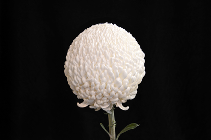 Kay Woolman - Class 3