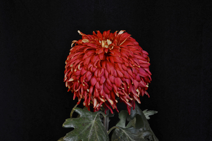 King George - Class 2