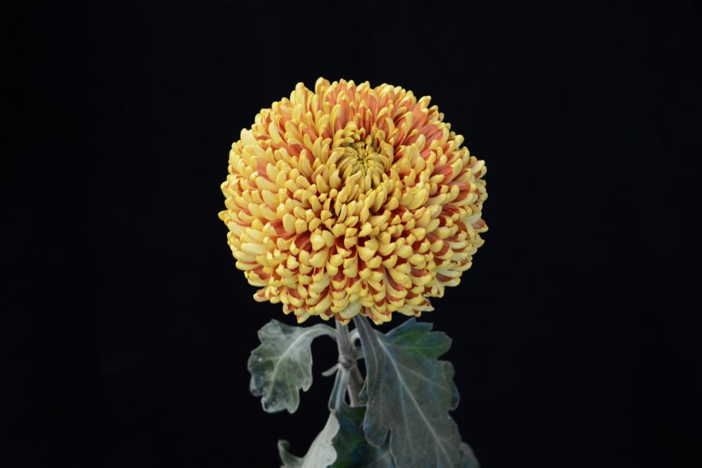 Lillian Shoesmith - Class 3