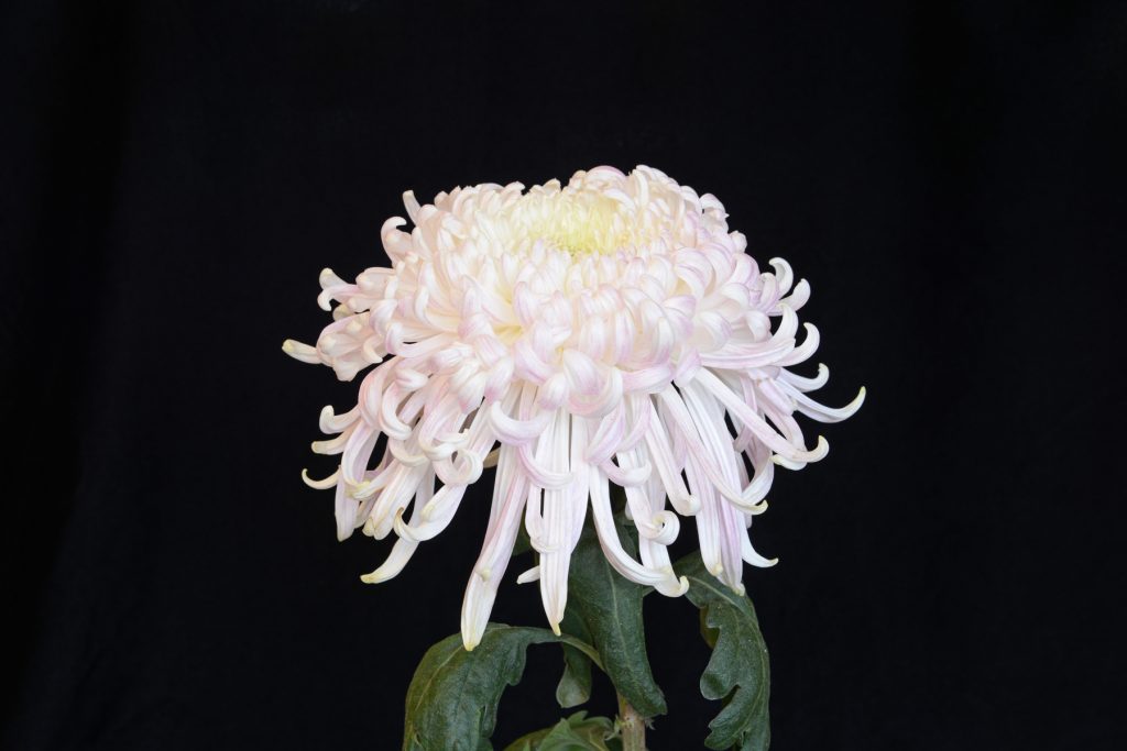 Mt. Rainier - Class 1