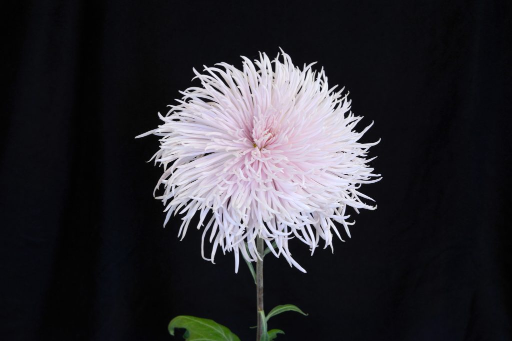 Patricia Grace - Class 10