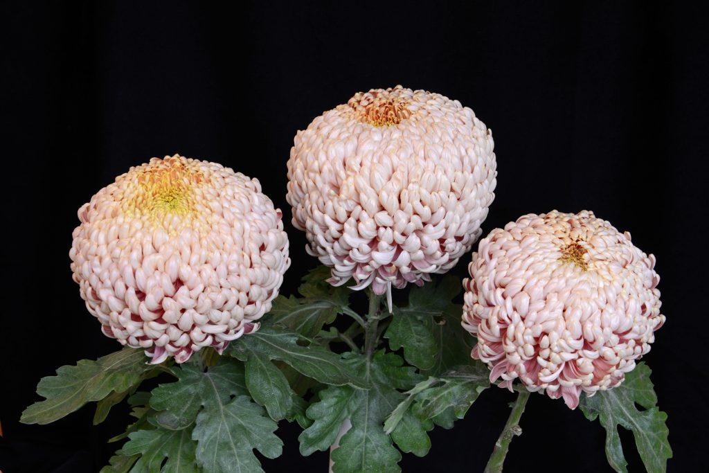 Peach Fairweather as Three Blooms - Class 3 (5)