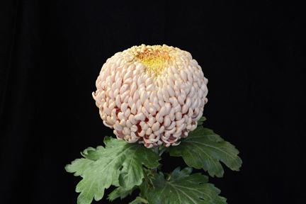 Peach Fairweather - Class 3 (5)