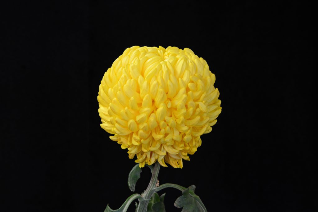 Pop Hollows - Class 3