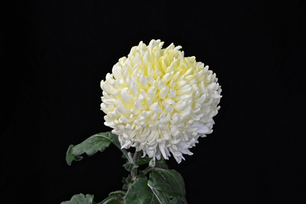 Primrose Gillette - Class 3 (5)