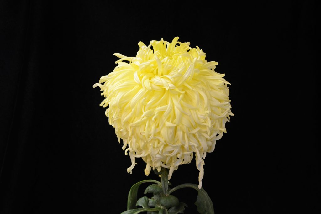 Primrose Jessie Habgood - Class 2