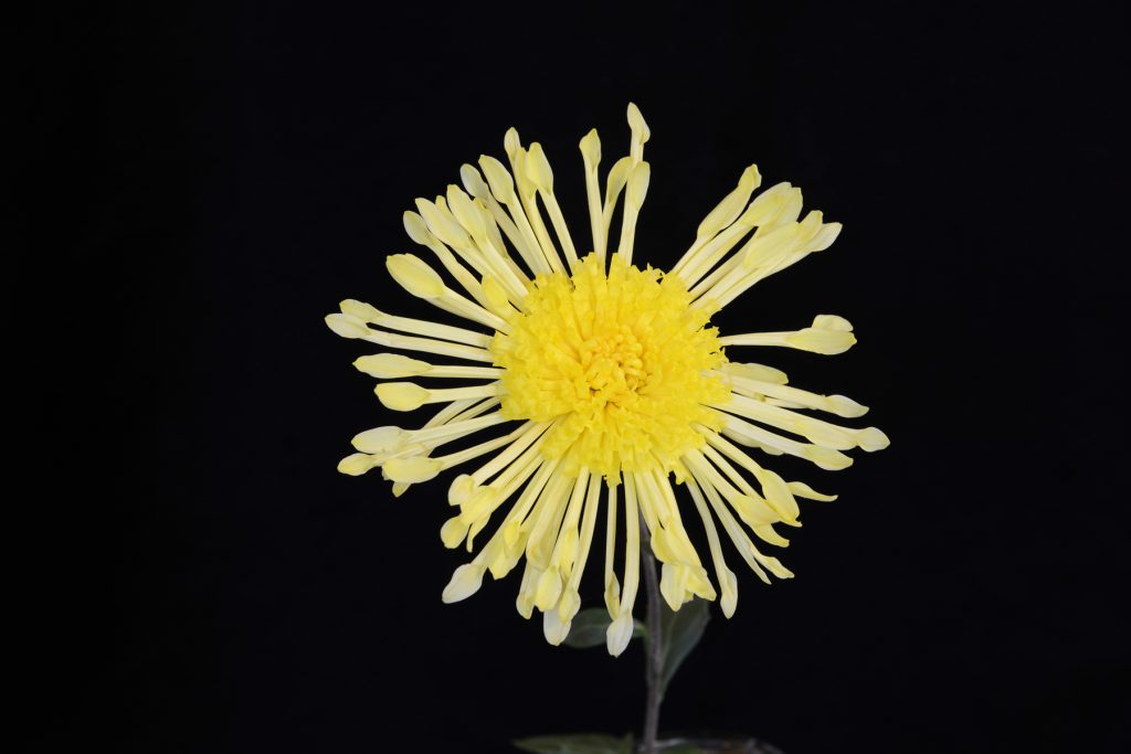 Primrose Pinwheel - Class 9