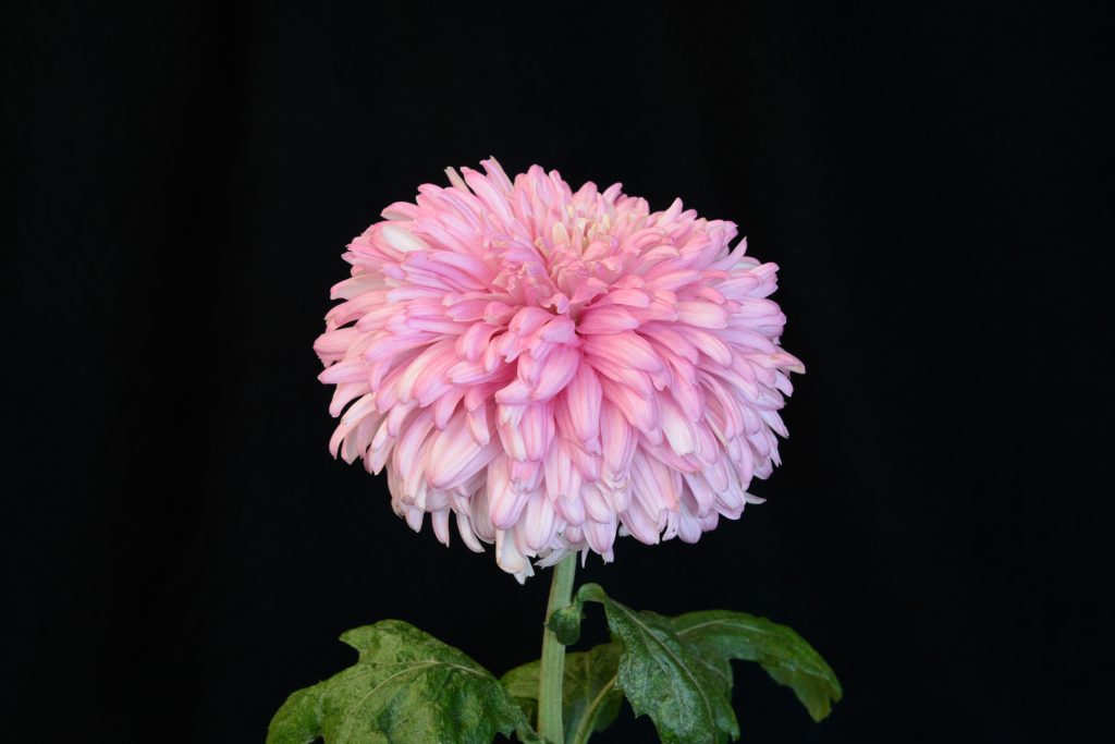 Raspberry Ripple - Class 2