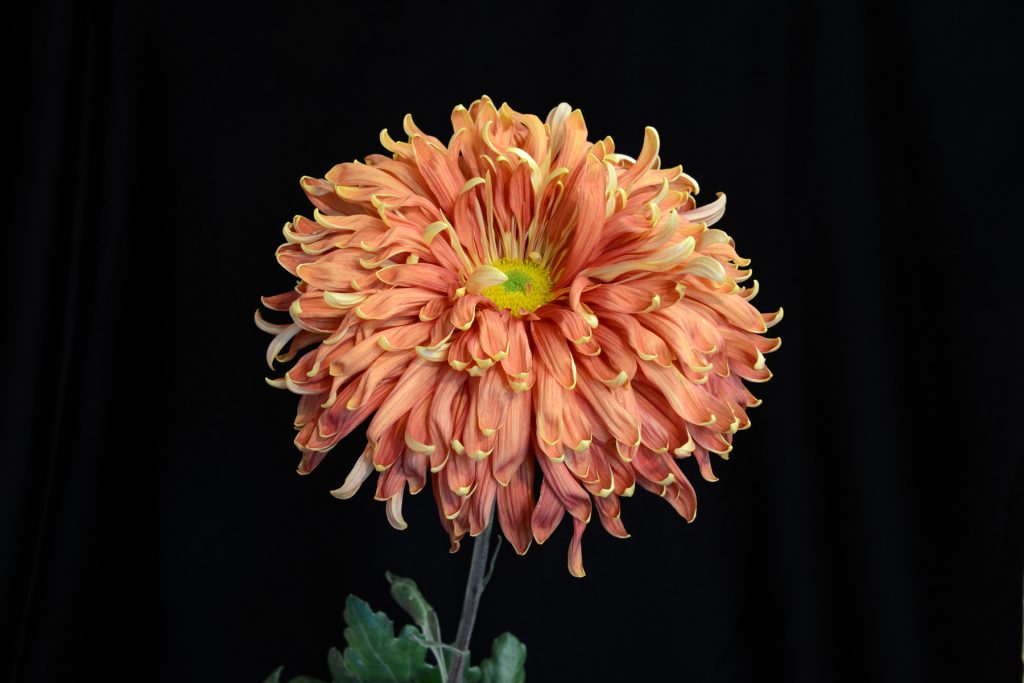 Red Woolman's Glory - Class 7