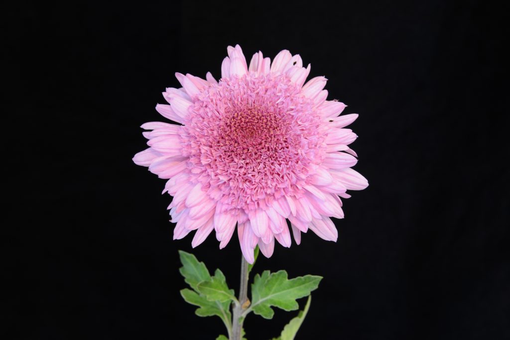 Rose Madder - Class 8