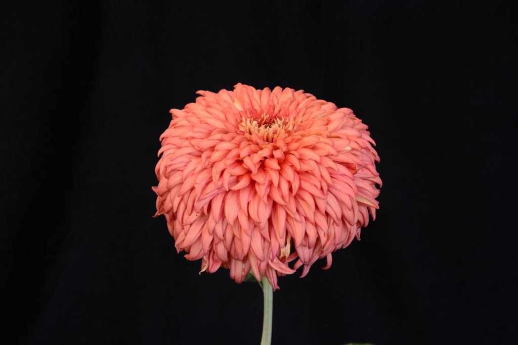 Rose Venice - Class 2