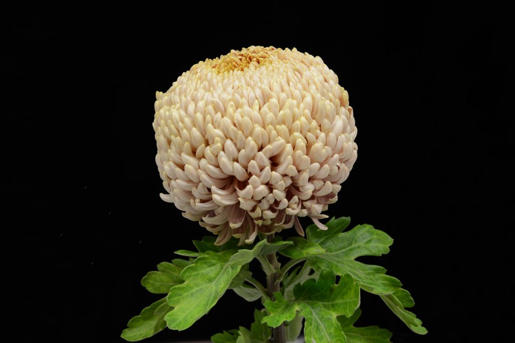 Salmon Fairweather - Class 3 (5)