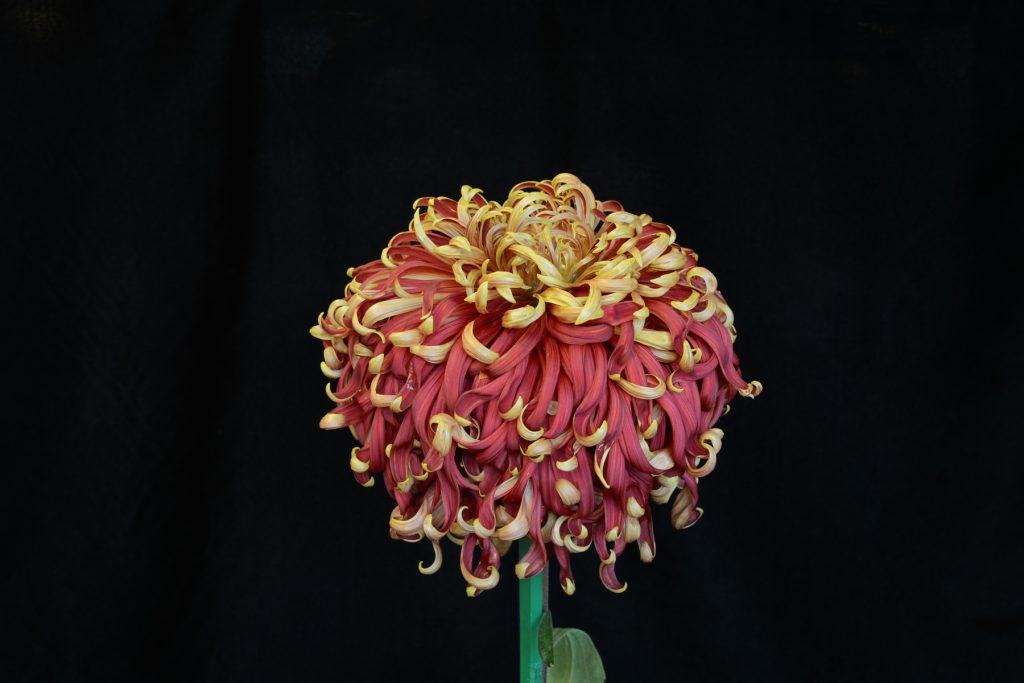 Shirley Monarch - Class 2