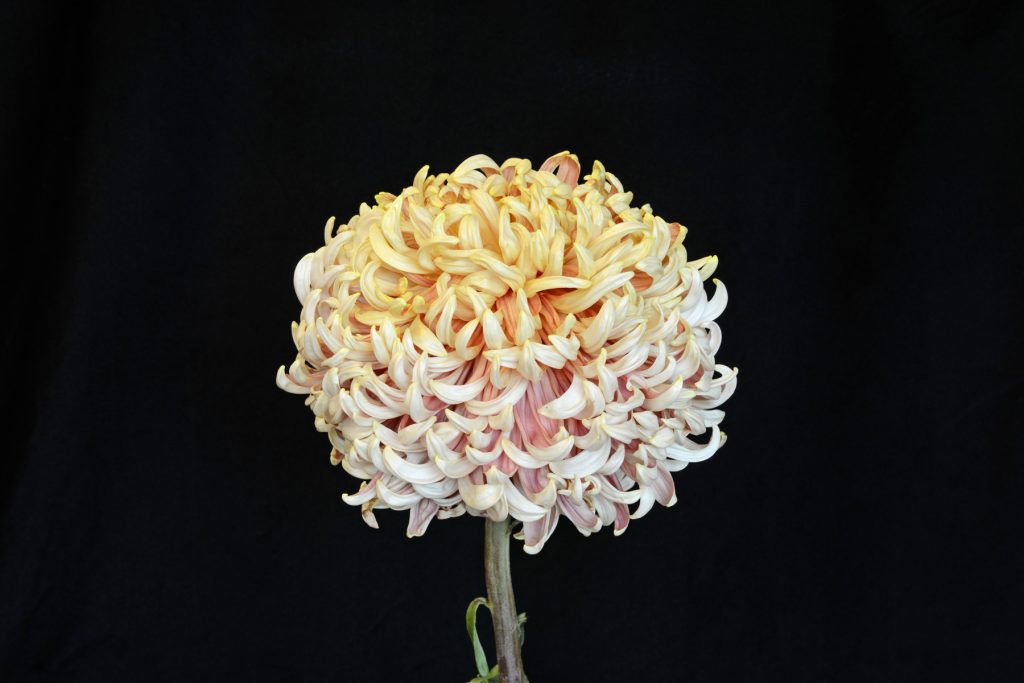 Silver Gigantic - Class 1 (2)