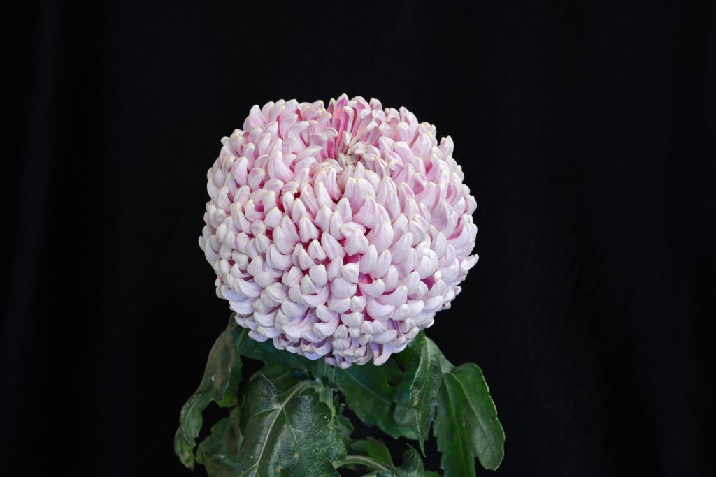 Stan Addison - Class 5