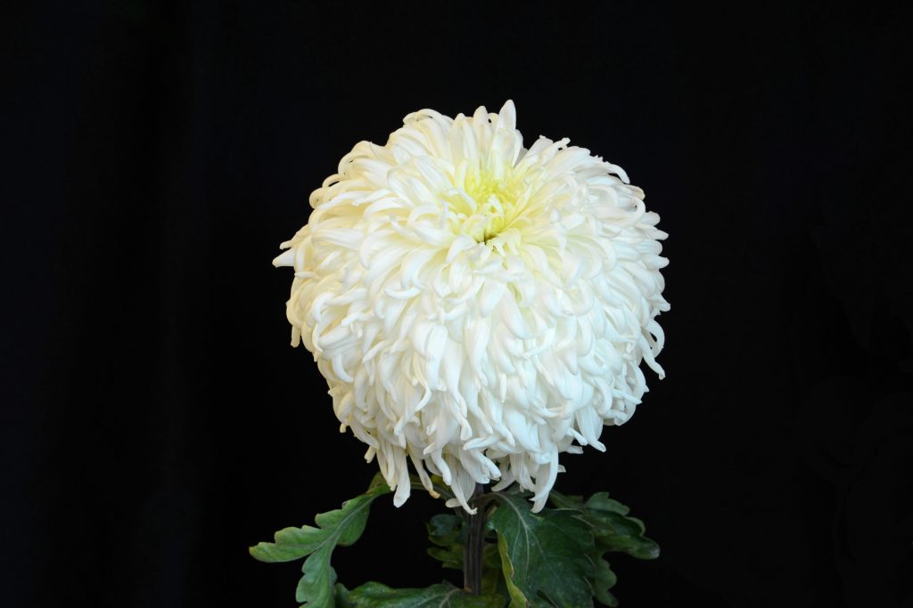 West Bromwich - Class 2