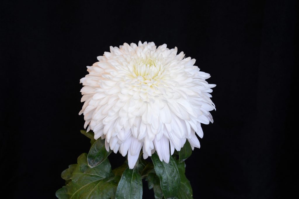 White City - Class 2