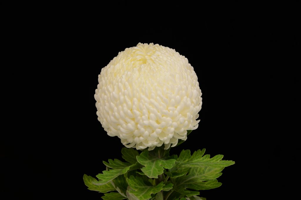 White Fairweather - Class 3 (5)