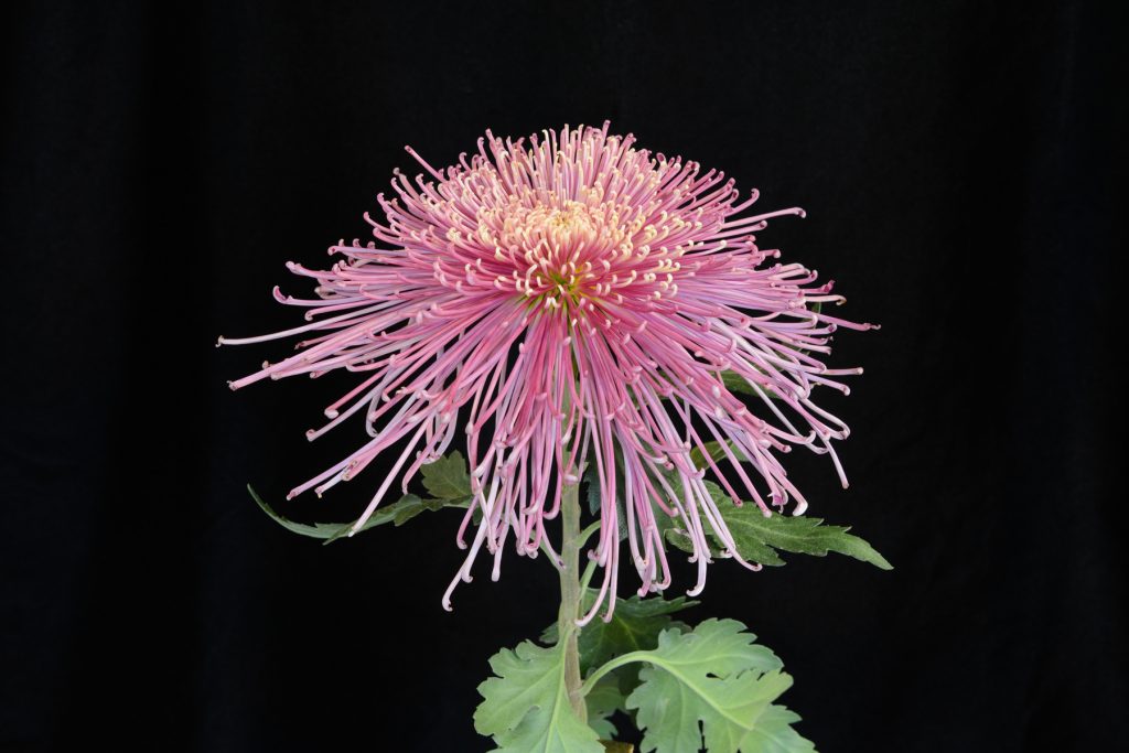 Windchime - Class 11