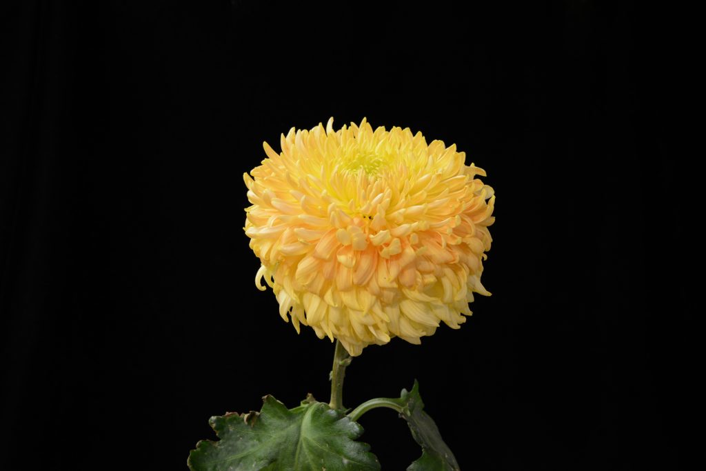 Yellow Courtier - Class 2