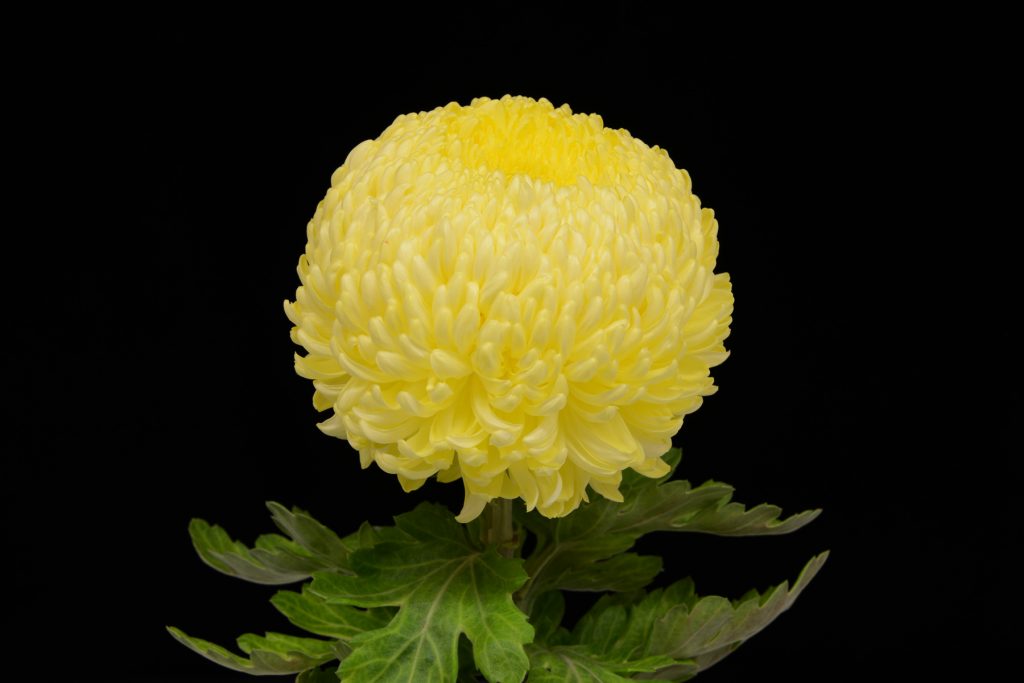 Yellow Fairweather - Class 3 (5)